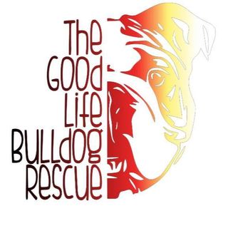 The Good Life Bulldog Rescue