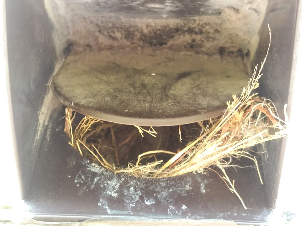 Dryer Vent Bird Nest - 1-2