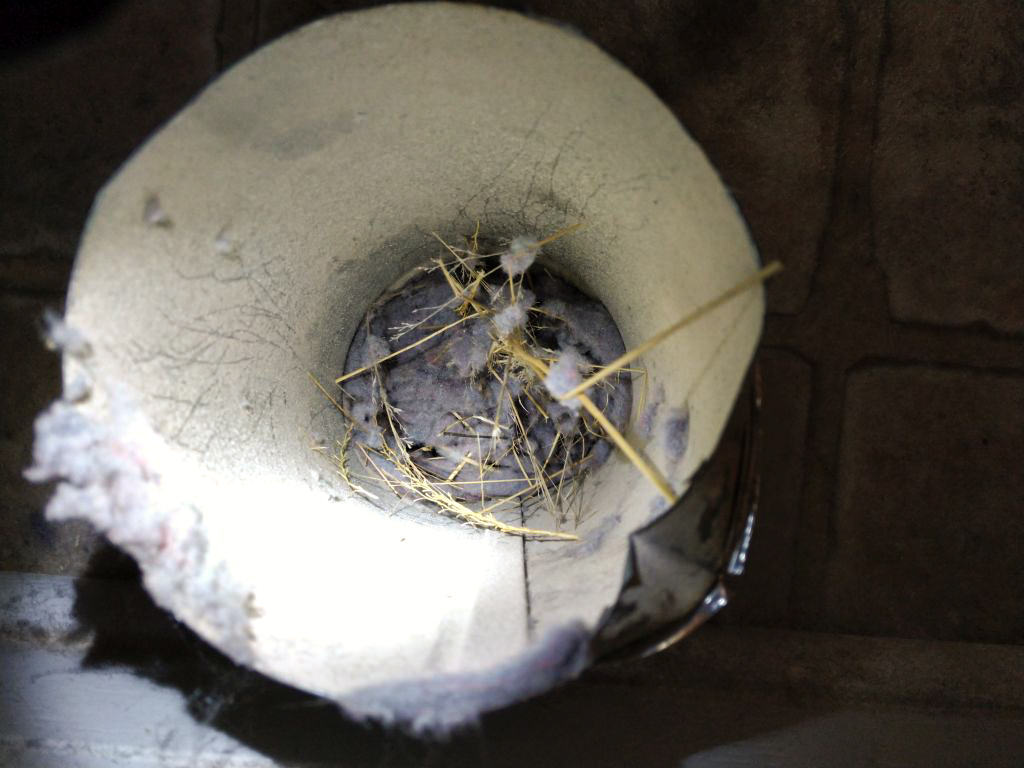 Dryer Vent Bird Nest - 2-2